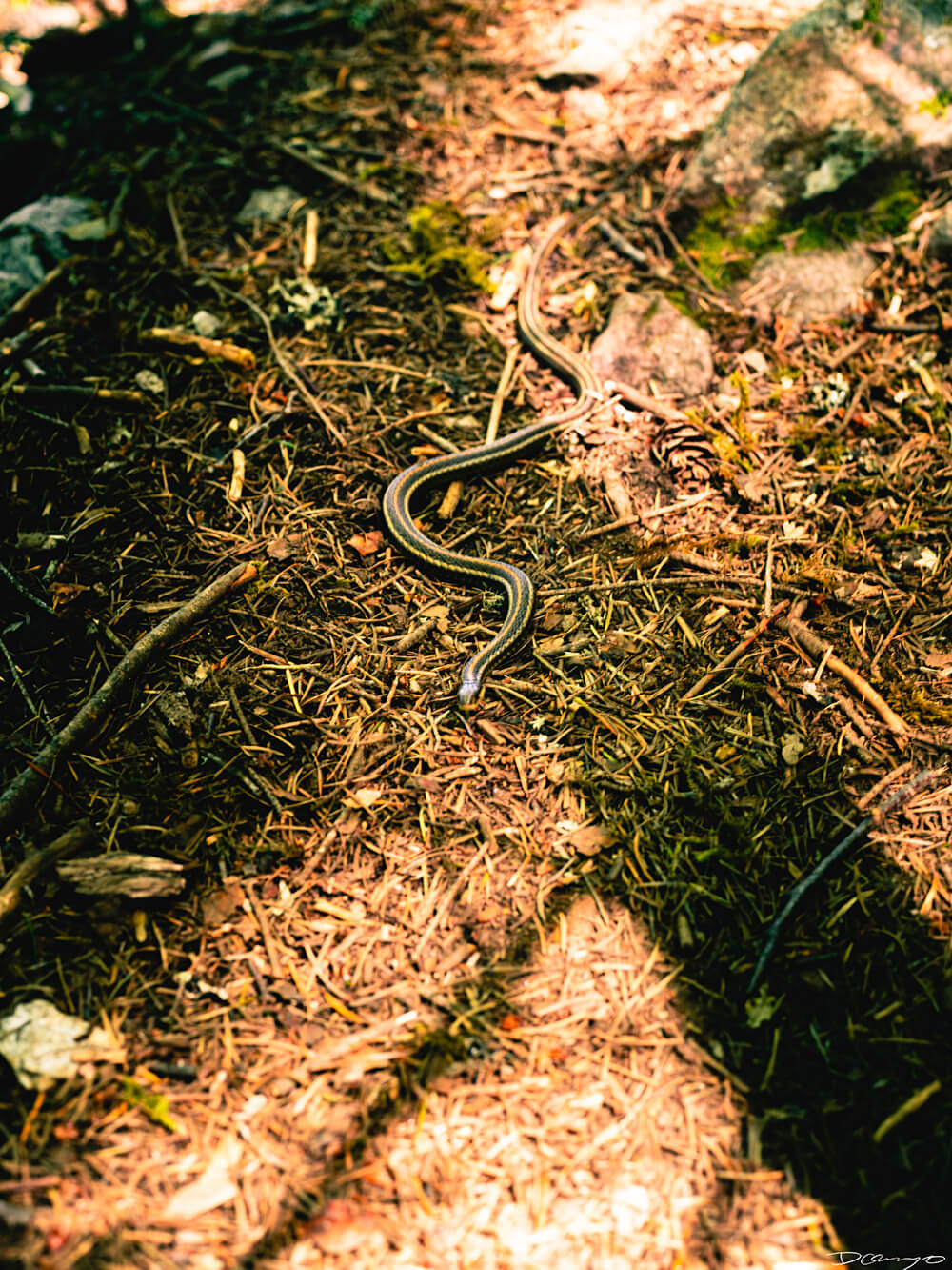 Landscape and portrait photos from a July 2020 trip to the North Cascades. Sourdough Mountain, Diablo Lake, Ross Lake and more.